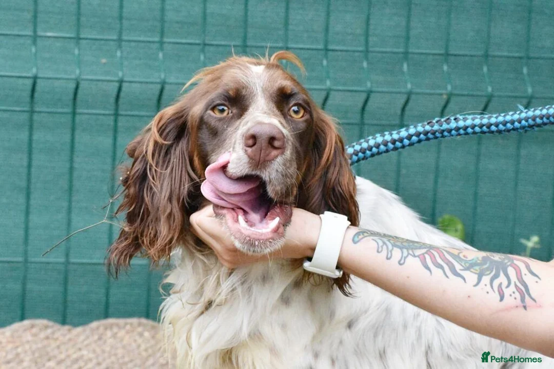 English Setter dogs for adoption: Azucar in Newcastle upon Tyne - Advert 7
