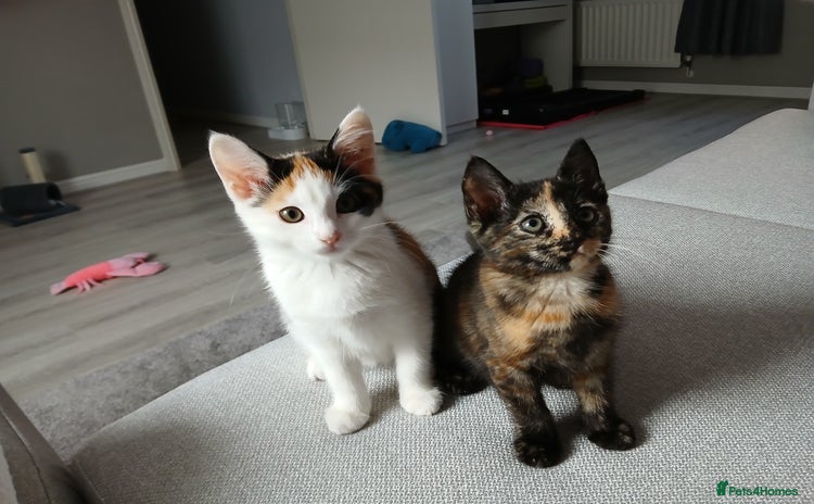 Mixed Breed cats - Advert 10
