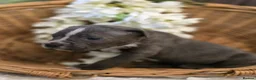 Mixed Breed dogs for sale: Cane corso x pocket bully - Advert 5