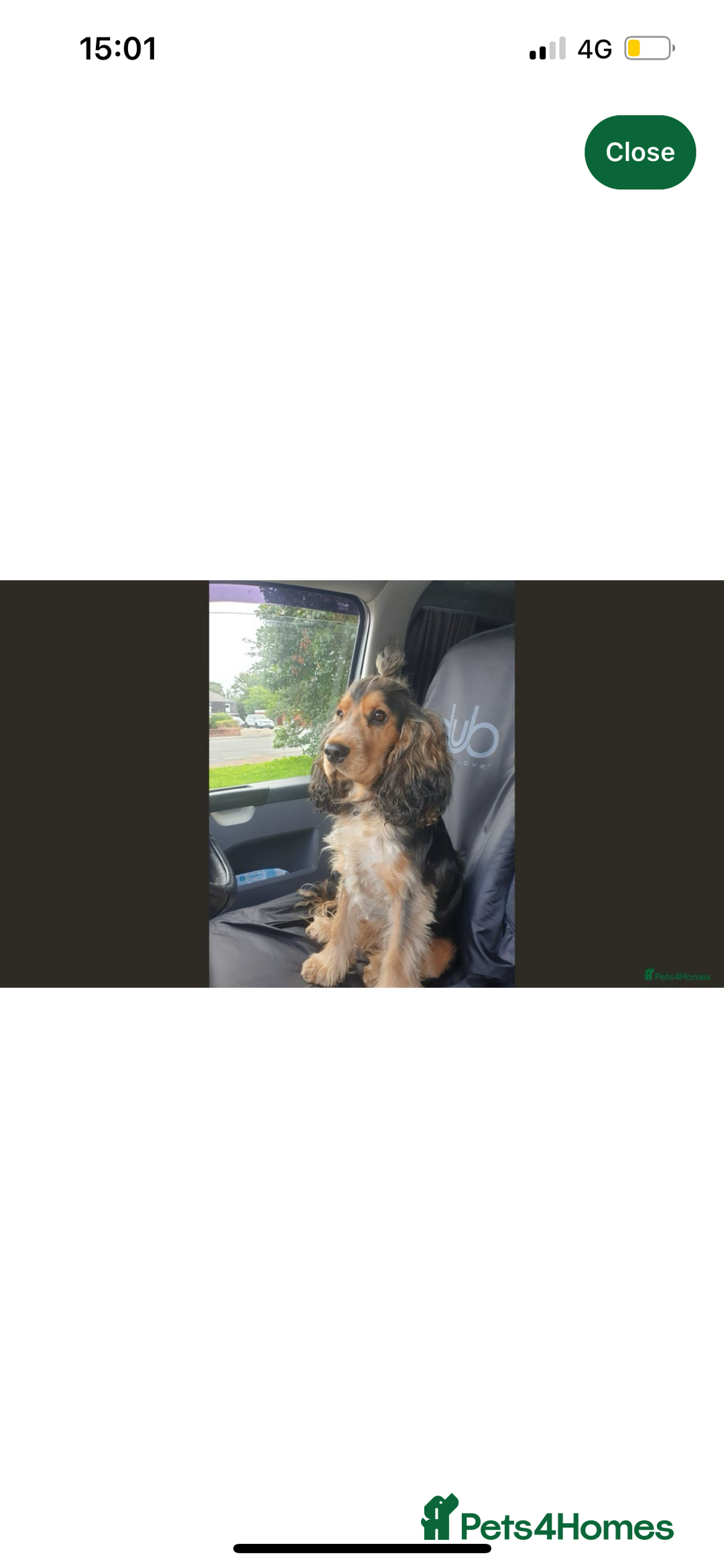 Cocker Spaniel dogs for sale: KC registered Health tested Show cocker spaniels - Advert 5