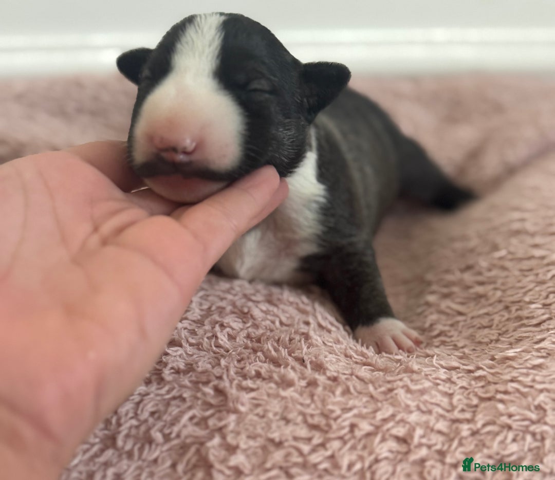 English Bull Terrier dogs for sale: 🏆CH Bloodlines Top Quality English Bull Terriers  - Image 6