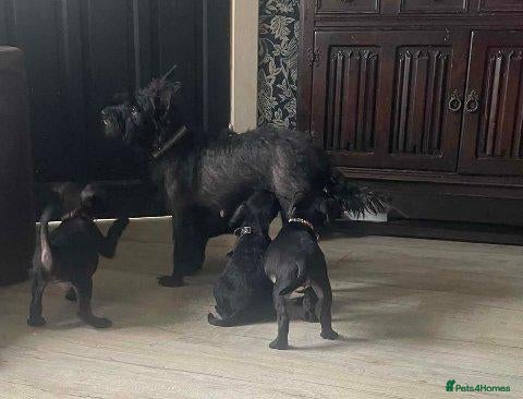 Patterdale Terrier dogs Patterdale Terrier Puppies Ready Now! - Advert 15