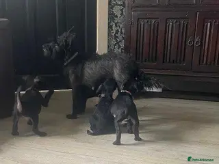 Patterdale Terrier dogs Patterdale Terrier Puppies Ready Now! - Advert 15