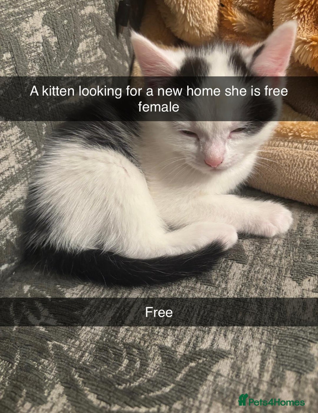 Mixed Breed cats for sale: Mix breed - Advert 7