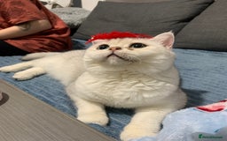 British Shorthair cats for sale: Lovely British Shorthair Neutered Girl  - Image 11