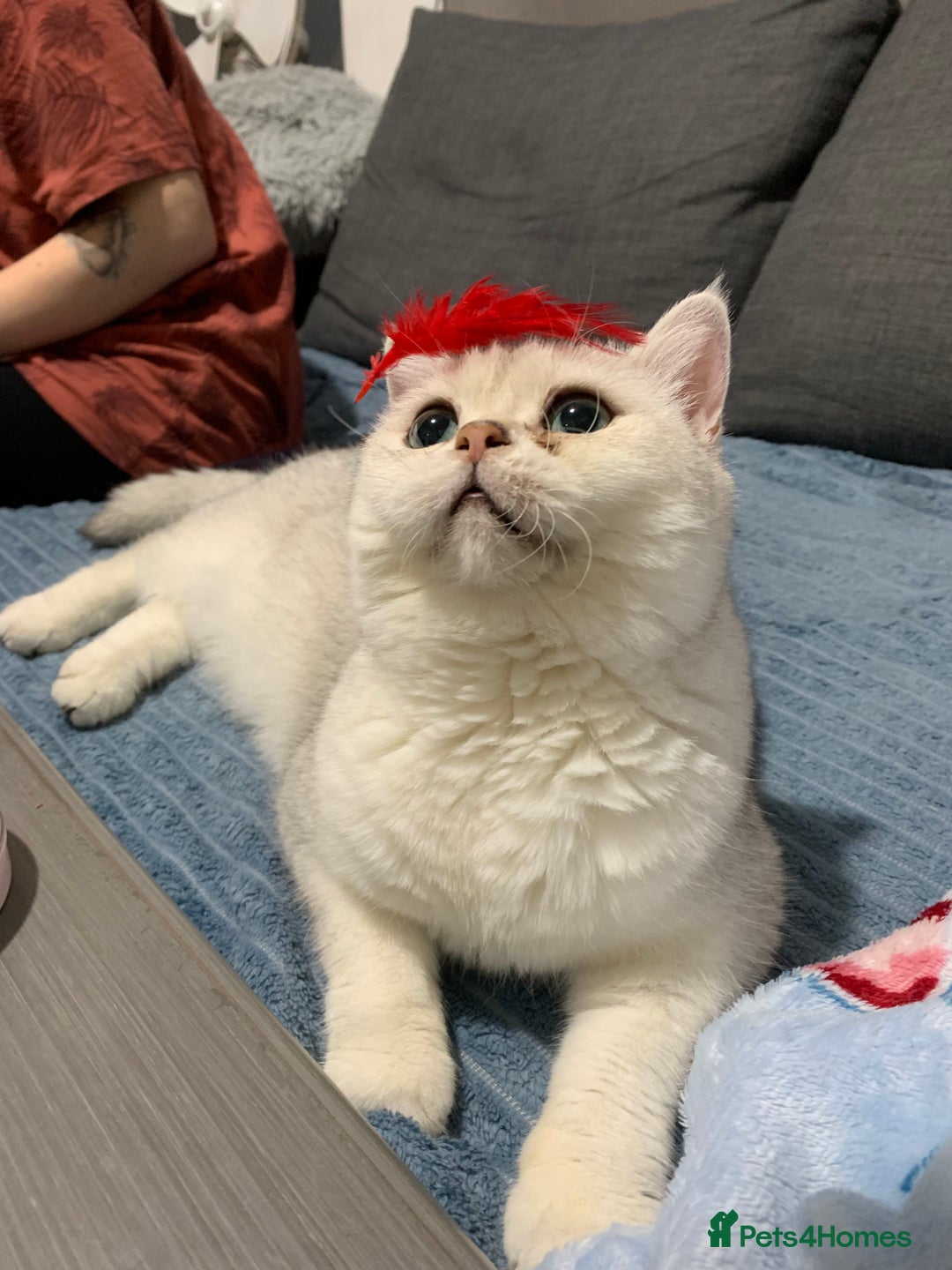 British Shorthair cats for sale: Lovely British Shorthair Neutered Girl  - Image 11