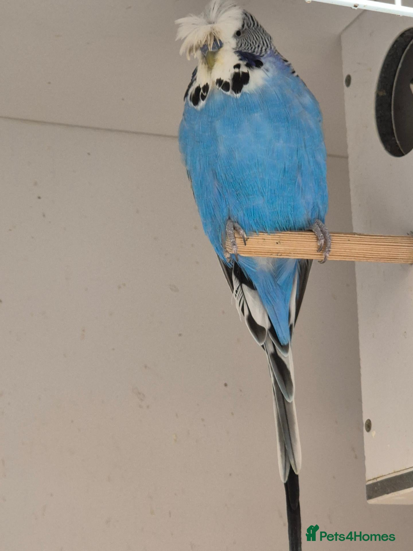 Budgerigars birds for sale: For Breeders only - Advert 1
