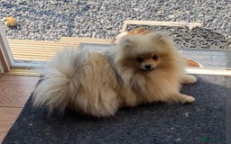 Pomeranian dogs for stud: FOR STUD-Beautiful KC Reg Cream/Wolf Sable in Burry Port - Image 5