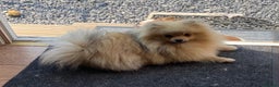 Pomeranian dogs for stud: FOR STUD-Beautiful KC Reg Cream/Wolf Sable in Burry Port - Advert 5