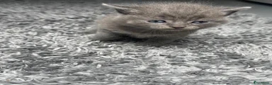 British Shorthair 3