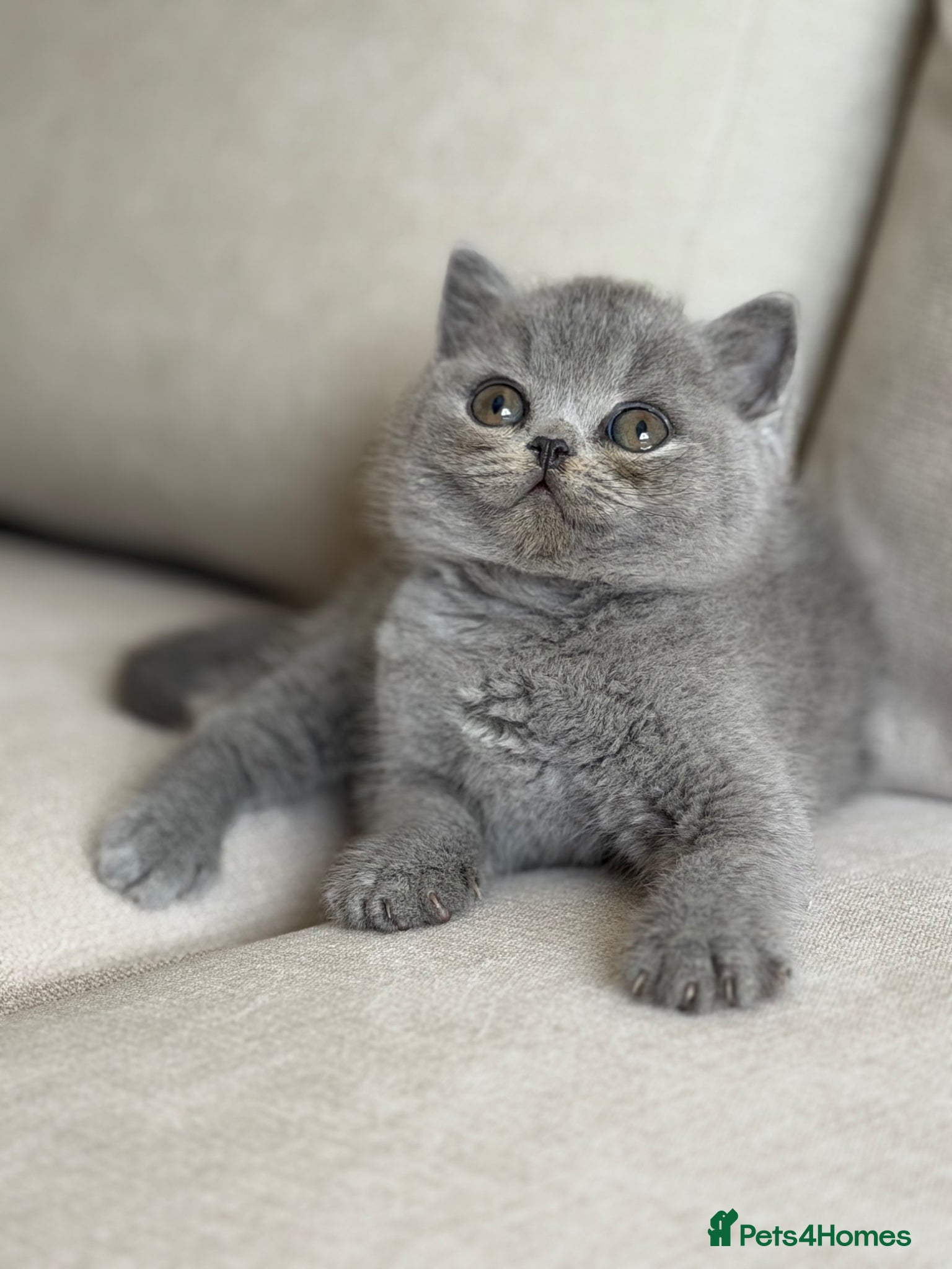 British Shorthair cats for sale: ✨ GCCF BEAUTIFUL KITTENS ✨ - Advert 18
