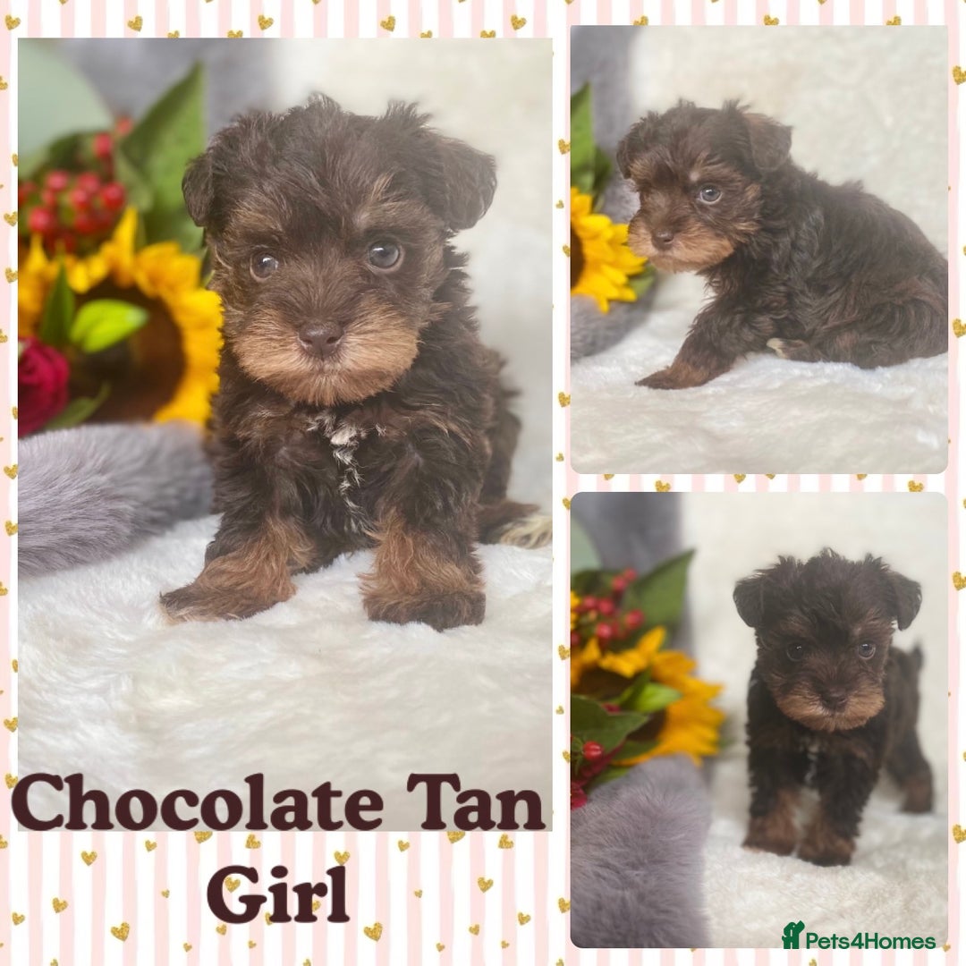 Miniature Schnauzer dogs for sale: Mega Coat Chocolate Parti Mini Schnauzer  - Image 5