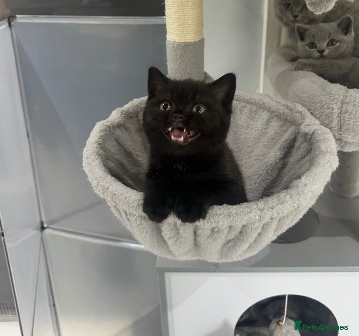 British Shorthair cats for sale: GCCF registered kittens - Advert 3