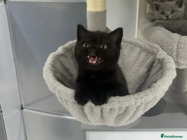 British Shorthair cats for sale: GCCF registered kittens - Advert 3