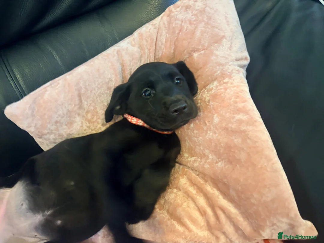 Labrador Retriever dogs for sale: Kc registered Labrador puppies - Advert 1