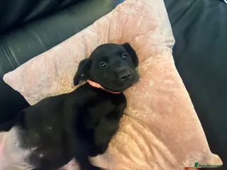 Labrador Retriever dogs Kc registered Labrador puppies - Advert 2