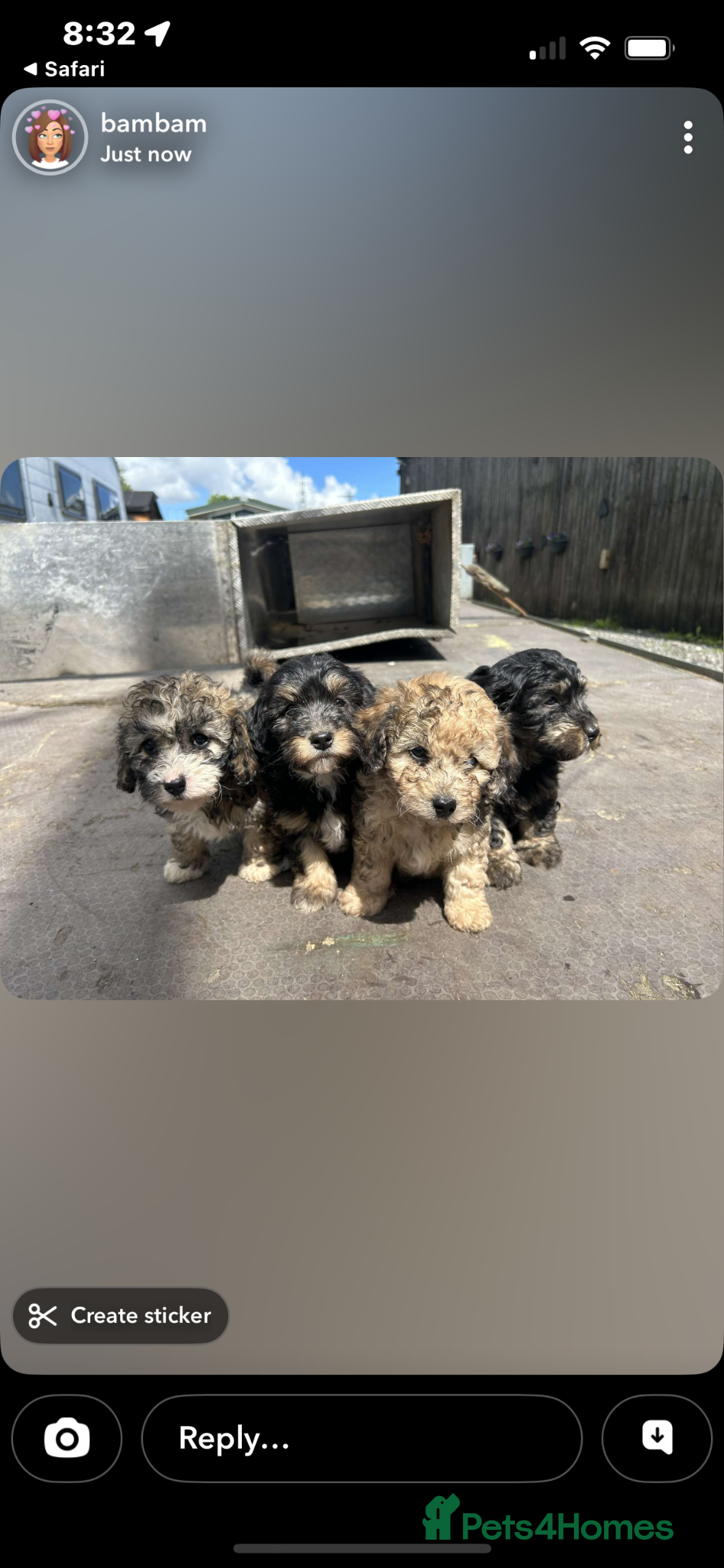 Lhasapoo dogs 4 gorgous lhasapoos - Advert 2