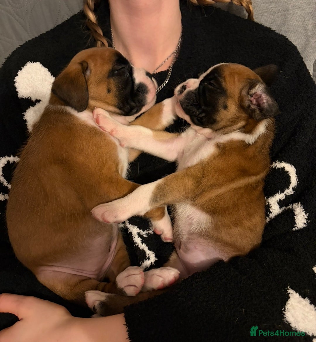 Boxer dogs for sale:  ⭐️ Fully health checked KC registered ⭐️ - Advert 13
