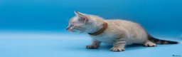 Bengal cats for sale: TICA Registered Snow Lynx Bengals–Open Reservation - Advert 12