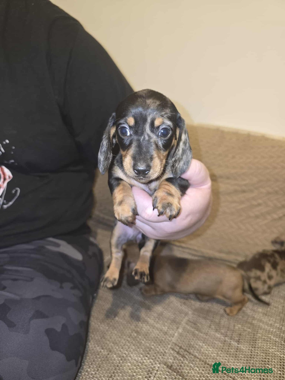 Miniature Dachshund dogs for sale: 3 Fat Little Minature Dacshund Puppies - Image 9