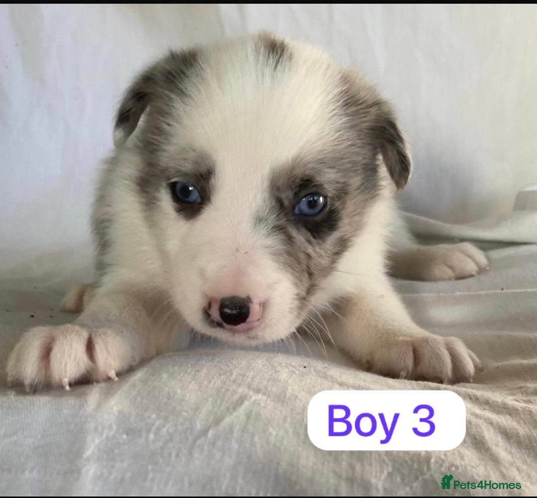 Border Collie dogs for sale: KC registered border collie puppies - Advert 6