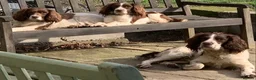 English Springer Spaniel dogs for stud: Duke of Summerisland ( Rytex stock ) - Advert 3