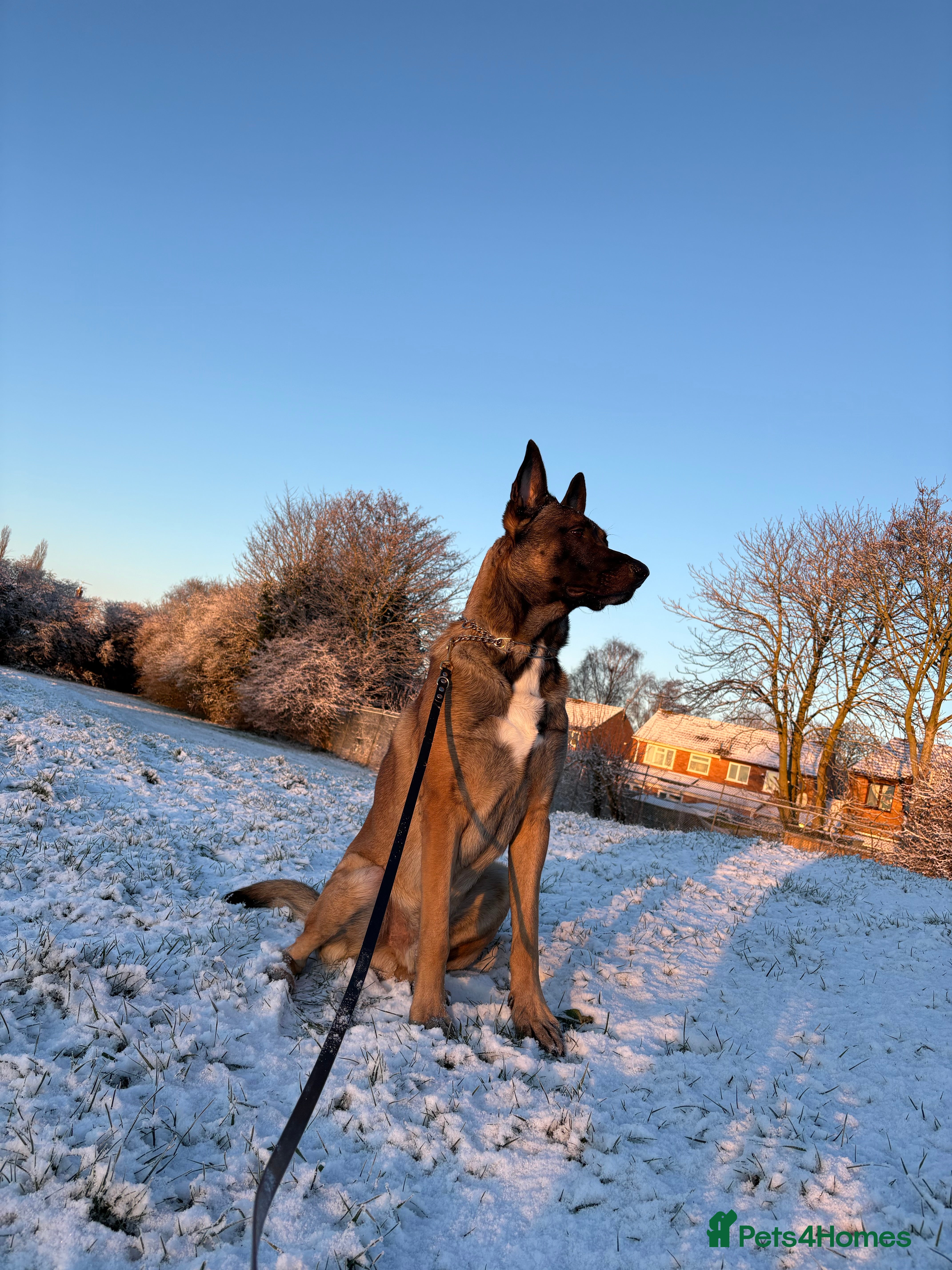 Belgian Shepherd Dog dogs For stud only - Advert 1