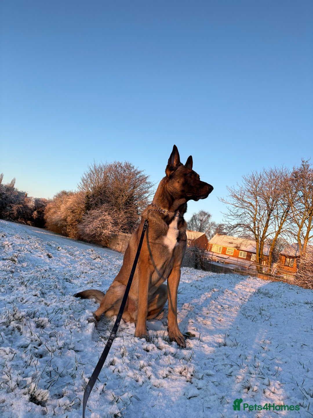 Belgian Shepherd Dog dogs for stud: For stud only - Advert 1