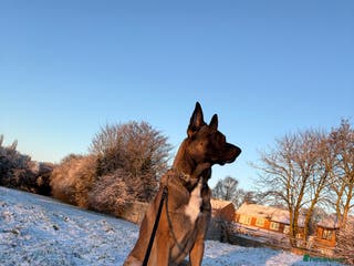 Belgian Shepherd Dog dogs For stud only - Advert 5