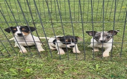 Jack Russell dogs for sale: Beautiful Jack Russell Puppies - Image 1