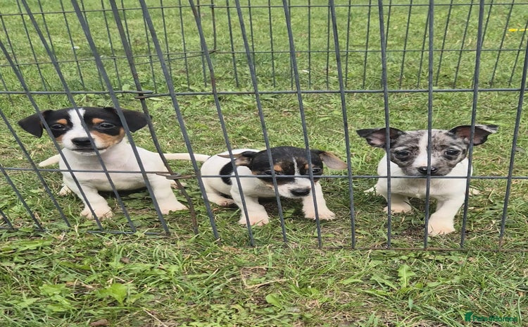 Jack Russell dogs - Advert 5
