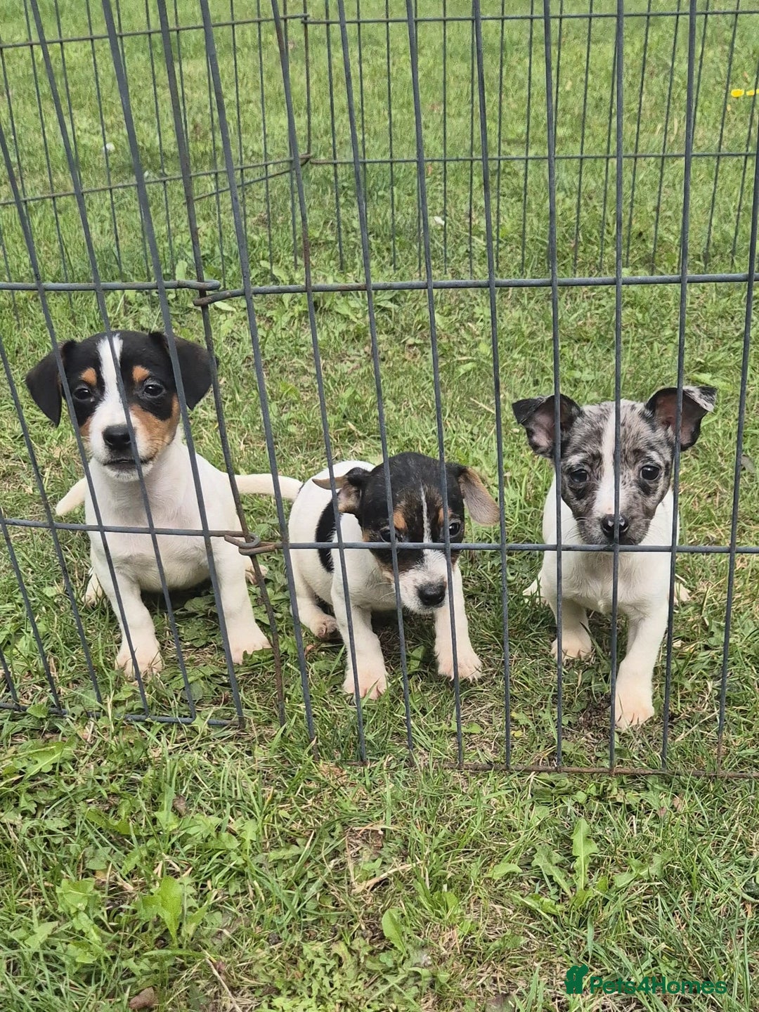 Jack Russell dogs for sale: Beautiful Jack Russell Puppies - Image 1