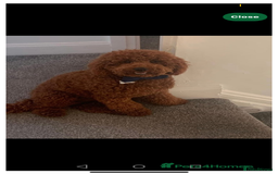 Irish Doodle dogs for sale: Gorgeous Irish Doodle Puppies  🐾 - Image 8