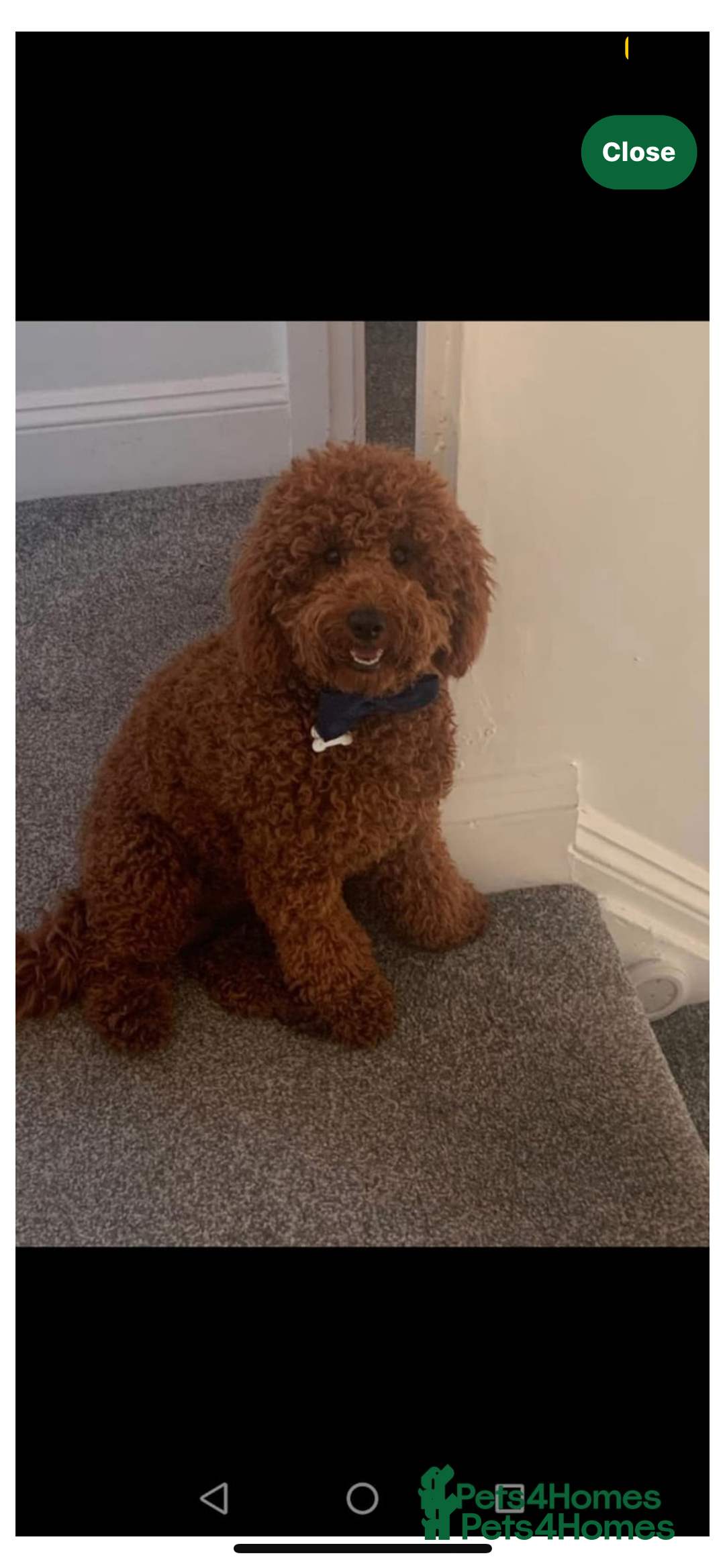 Irish Doodle dogs for sale: Gorgeous Irish Doodle Puppies  🐾 - Image 8