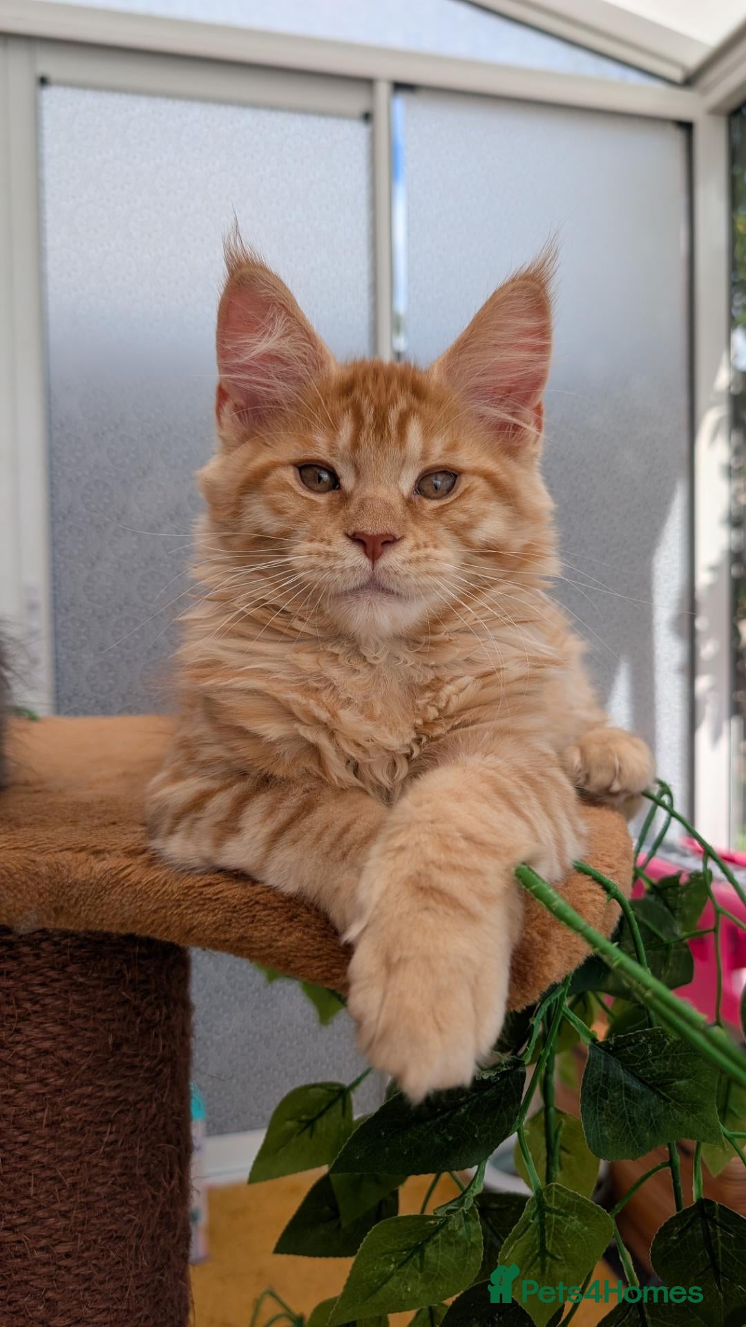 Maine Coon cats Stunning Tica registered Maine coon kittens - Advert 1