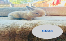 Mini Lop rabbits for sale: 6 baby mini lops ready to reserve  - Image 1