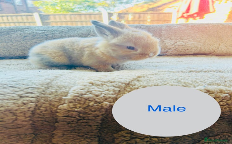 Mini Lop rabbits - Advert 7
