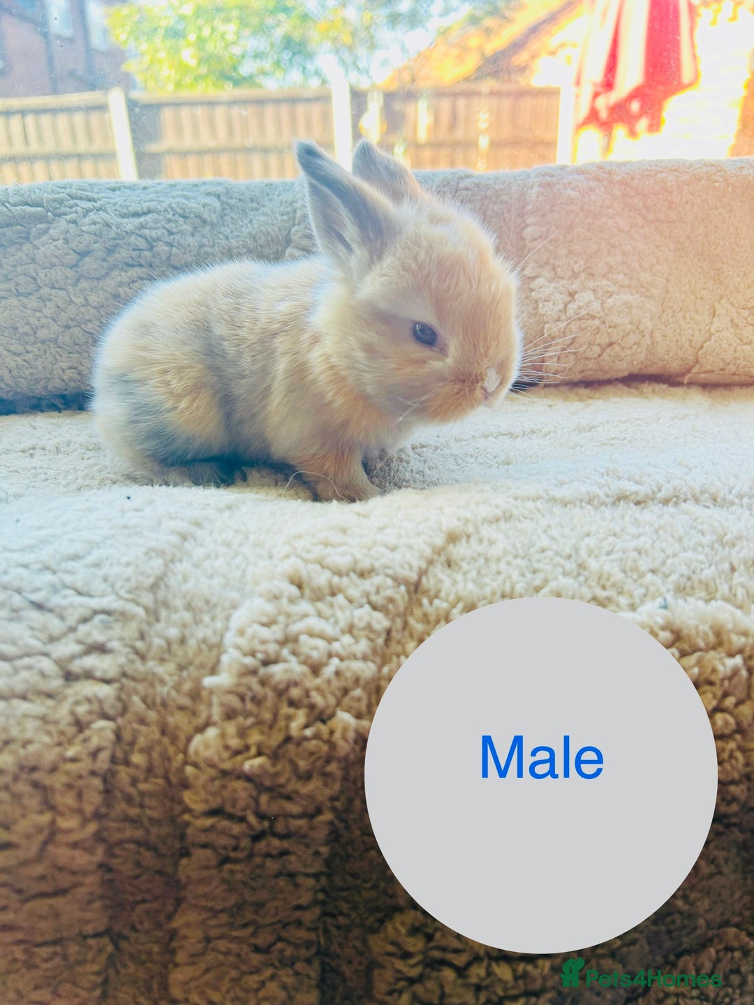 Mini Lop rabbits for sale: 6 baby mini lops ready to reserve  - Image 1