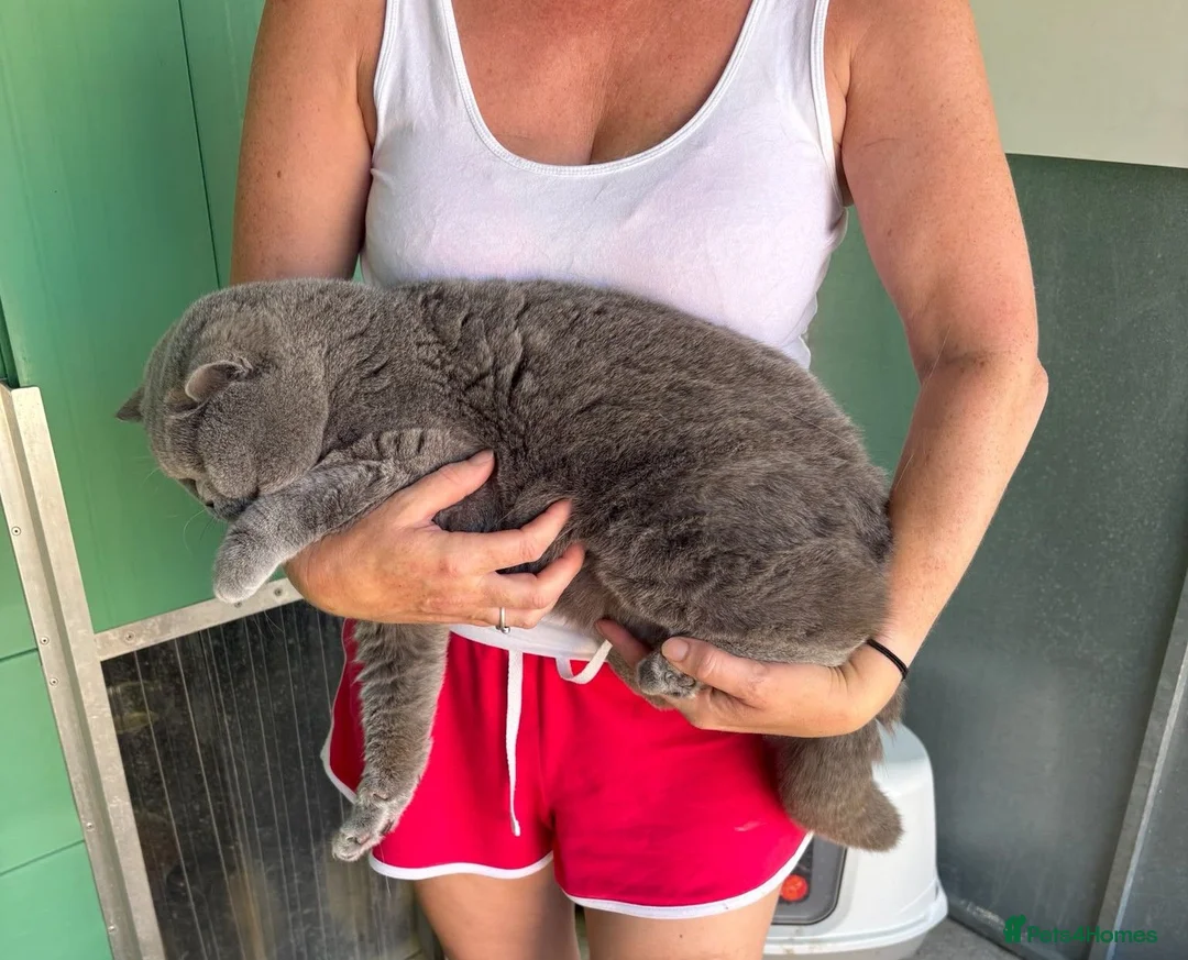 British Shorthair cats for sale: GCCF Reg Stud Blue Carry Lilac Male - Advert 2