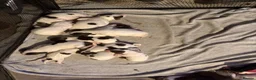 English Springer Spaniel dogs for sale: Stunning kc reg springer spaniel puppies  - Advert 3