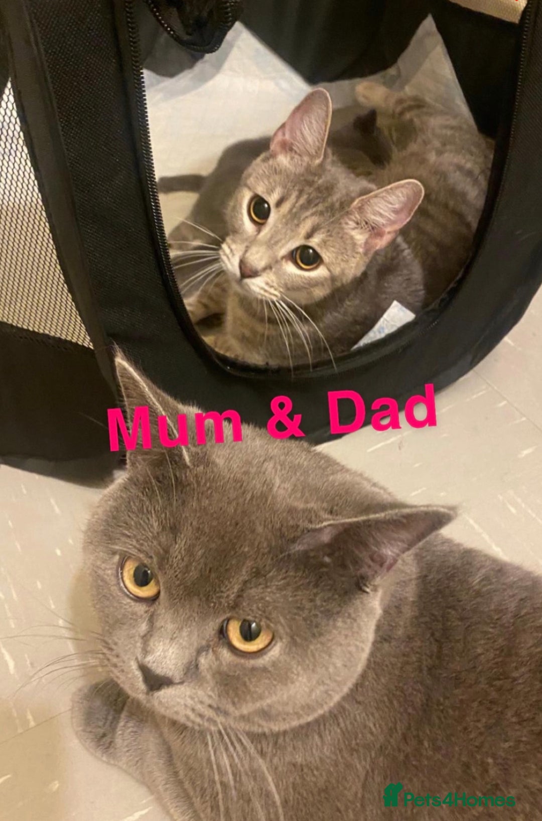 British Shorthair cats for sale: 2 beautiful British Shorthairs for sale  - Advert 9