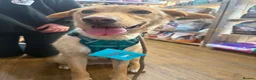 Mixed Breed dogs for adoption: CONNIE Your New Best Friend! 🐾 - Advert 3