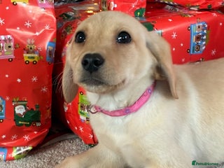 Labrador Retriever dogs 5 kc Labrador pups one female available - Advert 15