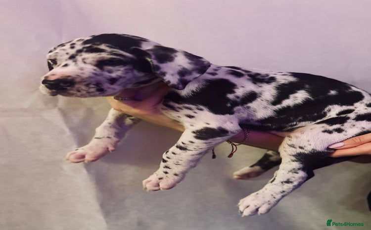 Great Dane dogs - Advert 6