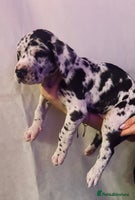 Great Dane dogs GREAT DANE PUPS KC REGISTERED - Advert 12