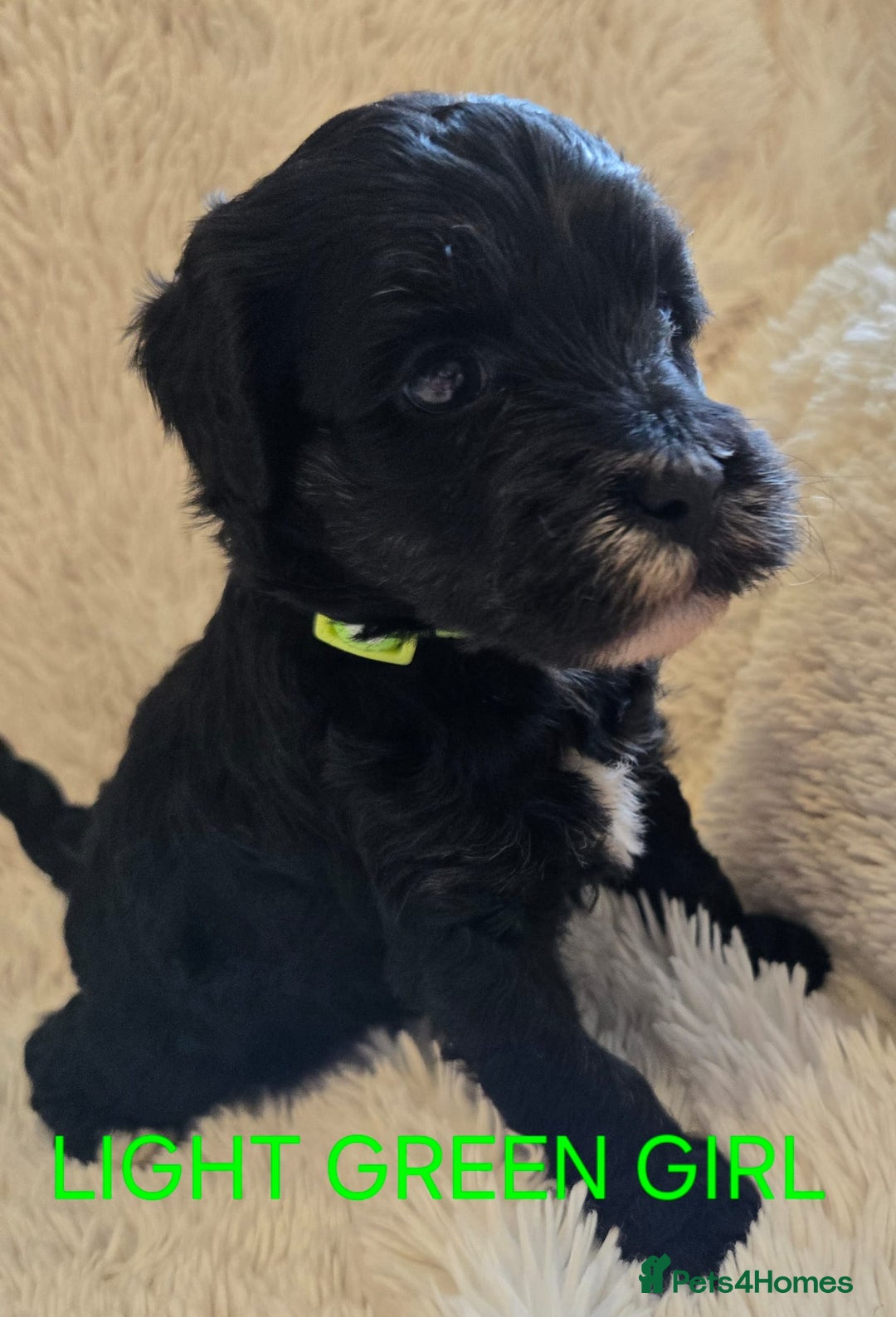 Tibetan Terrier dogs for sale: Adorable fluffy TToodle puppies  - Image 32
