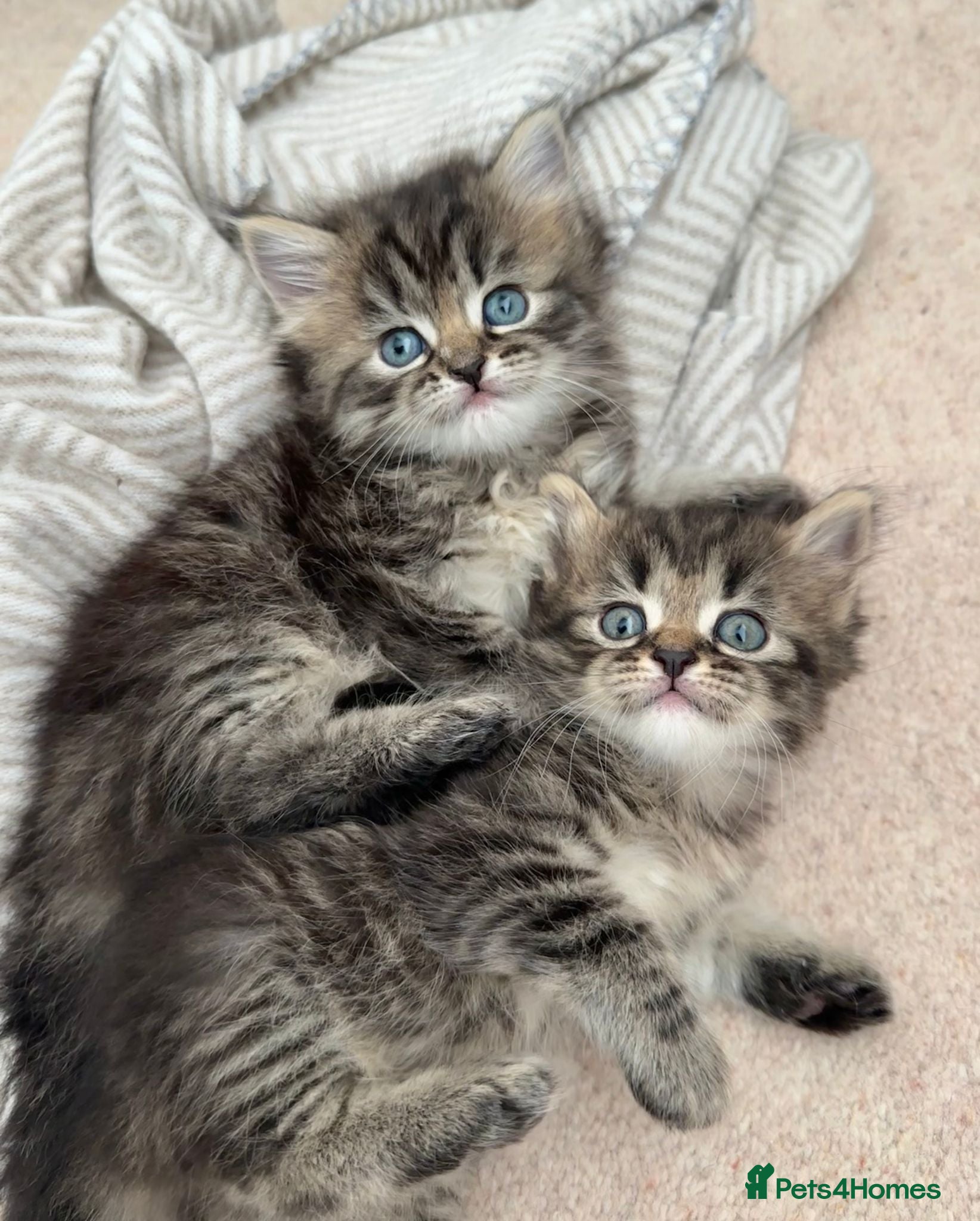 Siberian cats Beautiful Siberian Kittens - Advert 1