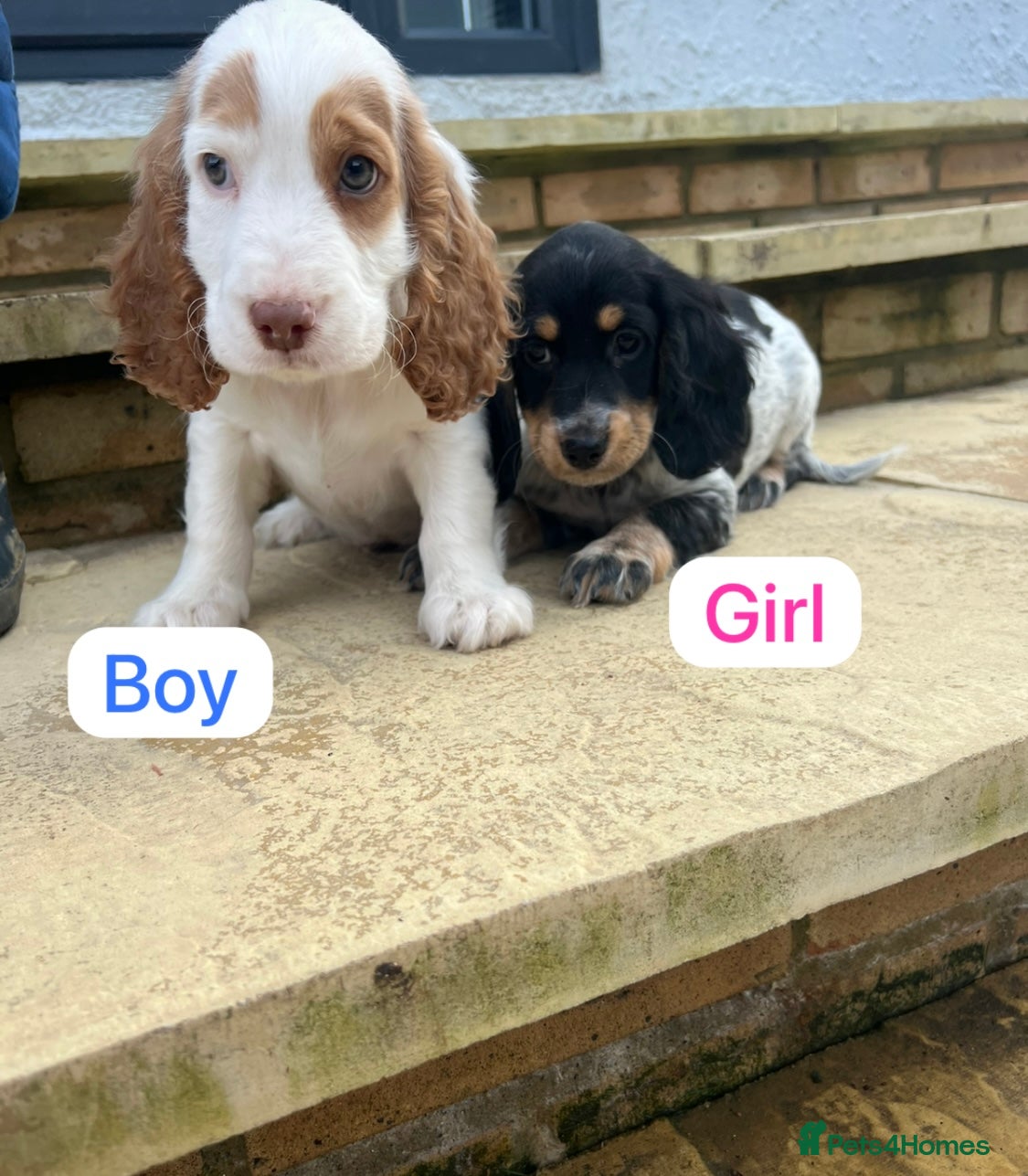 Cockapoo dogs Cockapoo puppy’s  - Advert 1