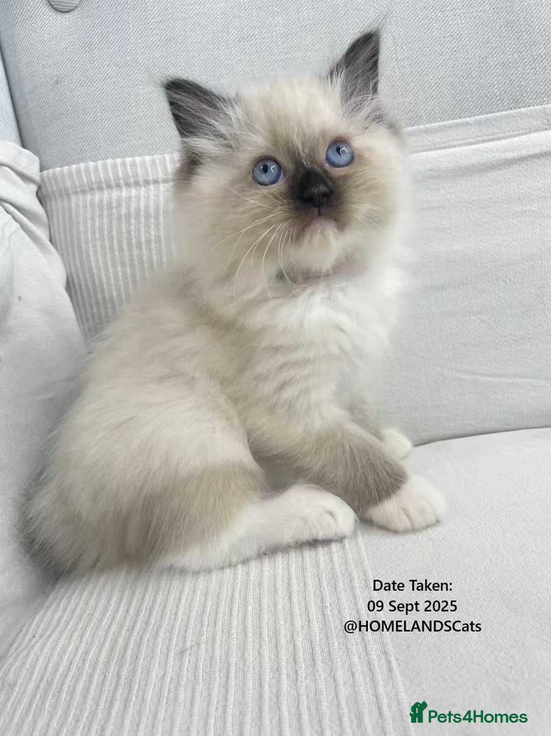 Ragdoll cats for sale: 🐾Stunning Ragdoll Kittens🧬DNA🏆ChampParents🐾 - Image 8