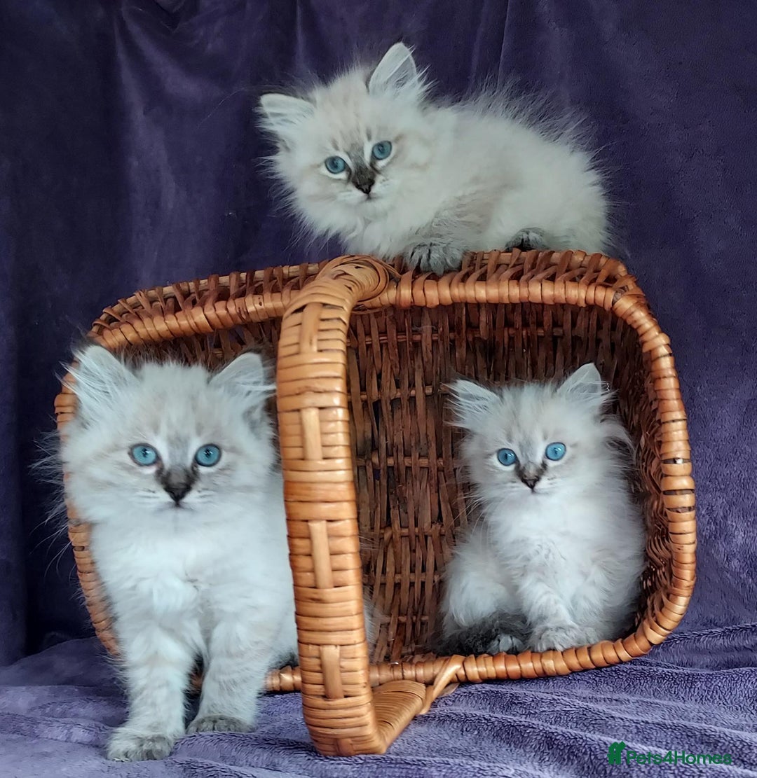 Siberian cats for sale: Siberian kittens for sale  - Image 9